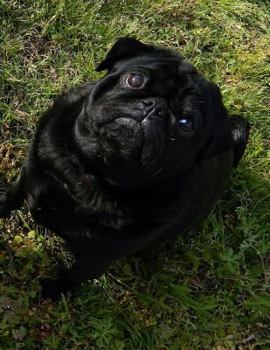 Paperback Dogs Composition Book: 8.5 x 11 Wide Ruled Line Paper 200 pages (100 sheets) Book