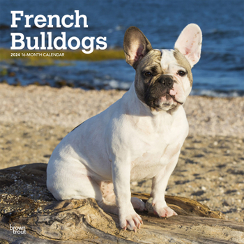 Calendar French Bulldogs 2024 Square Book