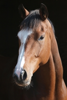 Horse Lovers 2020 Weekly Monthly Planner: With Agenda & Appointments Calendar Schedule, To Do List, Notes & Gratitude | Horse Lover Gifts For Men & ... Polo, Thoroughbred Racing, Farmer & Vet