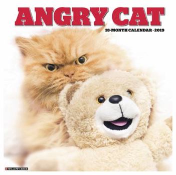 Calendar Angry Cat 2019 Wall Calendar Book