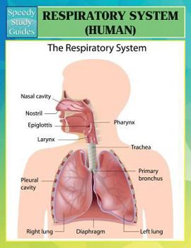 Paperback Respiratory System (Human) (Speedy Study Guides) Book