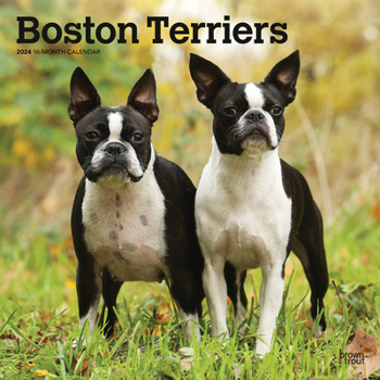 Calendar Boston Terriers 2024 Square Book