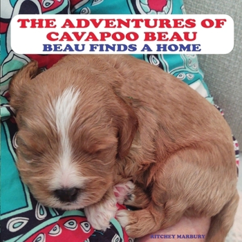 Paperback The Adventures of Cavapoo Beau: Beau Finds a Home Book