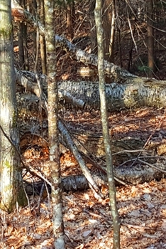 2020 Weekly Planner Fallen Birch Tree Journal 134 Pages: 2020 Planners Calendars Organizers Datebooks Appointment Books Agendas