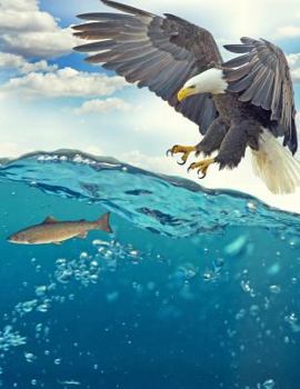 Paperback Eagle Notebook: 8.5 X 11 202 College Ruled Pages Book