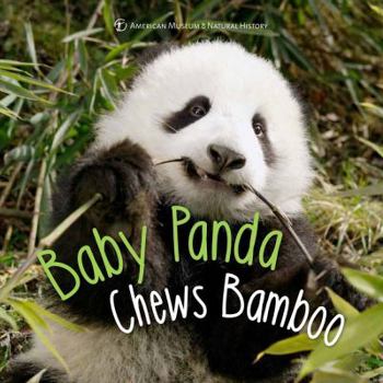 Hardcover Baby Panda Chews Bamboo Book