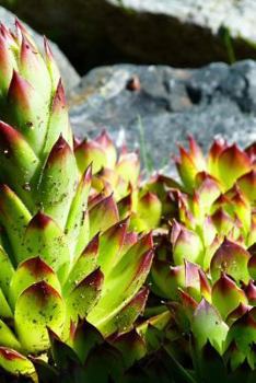 Paperback Hens and Chicks Succulent Plant in the Rocks: Blank 150 Page Lined Journal for Your Thoughts, Ideas, and Inspiration Book