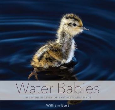 Hardcover Water Babies: The Hidden Lives of Baby Wetland Birds Book