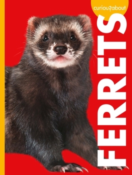 Library Binding Curious about Ferrets Book