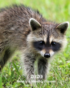 Paperback 2020 Weekly and Monthly Planner: Raccoon - Monthly Calendar with U.S./UK/ Canadian/Christian/Jewish/Muslim Holidays- Calendar in Review/Notes 8 x 10 i Book