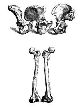 Anatomy Notebook: Innominate Bone Femur - Andreas Vesalius Anatomy Art College Ruled Notebook | 110 Pages (Andreas Vesalius White Cover)