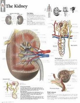 Misc. The Kidney Chart: Wall Chart Book