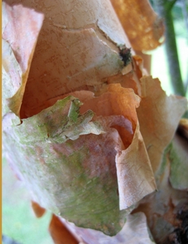 Paperback Solvable Puzzles Book For Older Folks Book