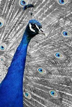 Paperback Blue Peacock: The Indian Peafowl or Blue Peafowl Is a Large and Brightly Colored Bird, Native to South Asia. Book