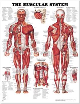 Paperback The Muscular System Anatomical Chart Book