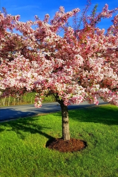 2020 Weekly Planner Flowering Tree Full Bloom 134 Pages: 2020 Planners Calendars Organizers Datebooks Appointment Books Agendas