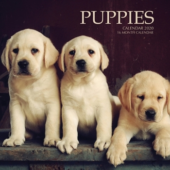 Paperback Puppies Calendar 2020: 16 Month Calendar Book