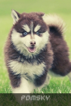 Paperback Pomsky: Complete breed guide Book