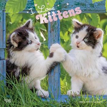 Calendar Kittens, I Love 2020 Square Foil Book