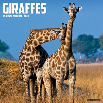 Calendar Giraffes 2024 12 X 12 Wall Calendar Book