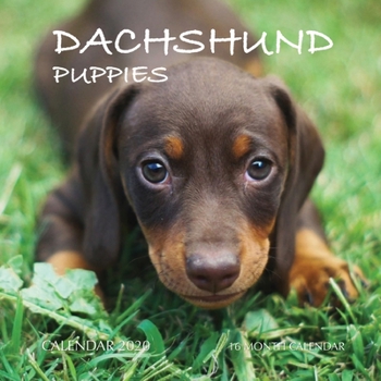 Paperback Dachshund Puppies Calendar 2020: 16 Month Calendar Book