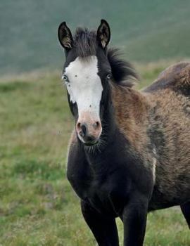 Paperback Foal Notebook Large Size 8.5 x 11 Ruled 150 Pages Softcover Book