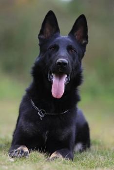 German Shepherd Notebook: Blank Lined Journal: Beautiful Black German Shepherd Dog