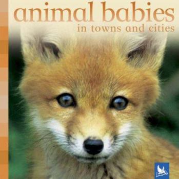Animal Babies In Towns and Cities (Animal Babies) - Book  of the Animal Babies