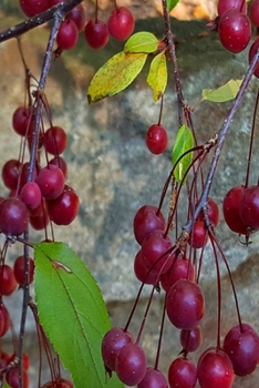 2020 Daily Planner Autumn Tree Plump Red Berries 388 Pages: 2020 Planners Calendars Organizers Datebooks Appointment Books Agendas