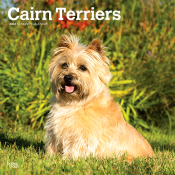 Cairn Terriers 2022 12 x 12 Inch Monthly Square Wall Calendar, Animals Dog Breeds DogDays