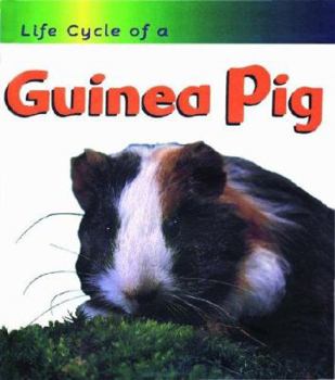 Guinea Pig - Book  of the Life Cycle of a...