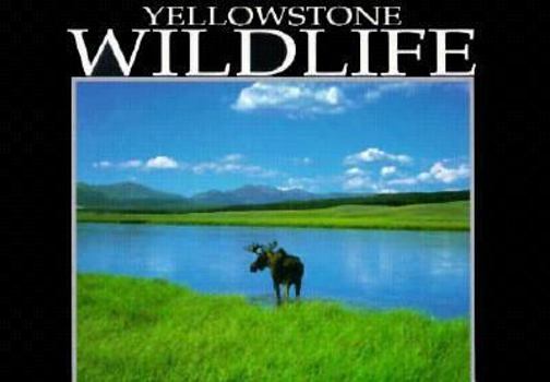 Paperback Yellowstone (National Park, ID-MT-WY) Wildlife Book