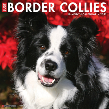 Calendar Just Border Collies 2021 Wall Calendar (Dog Breed Calendar) Book