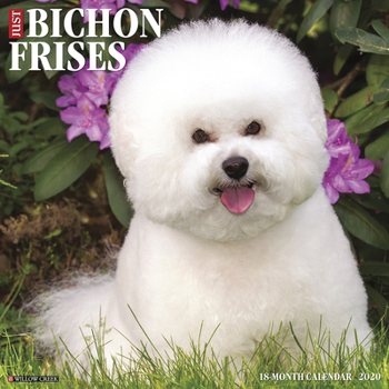 Calendar Just Bichons Frises 2020 Wall Calendar (Dog Breed Calendar) Book