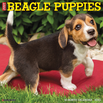 Calendar Just Beagle Puppies 2023 Wall Calendar Book