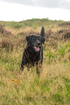 Labrador Retriever Dog Pup Puppy Doggie Notebook Bullet Journal Diary Composition Book Notepad - Play on Meadow: Cute Animal Pet Owner Composition ... Quad Ruled Graph Paper Pages in 6” x 9” Inch
