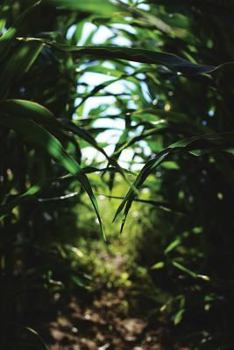 Cornfield Path Journal: 365 Day Journal Diary Notebook