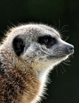 Notebook: Meerkat friendly cute safari animal fur gift energetic zoo notebook