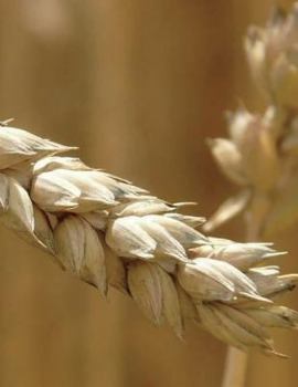 Paperback Wheat Notebook Large Size 8.5 x 11 Ruled 150 Pages Softcover Book