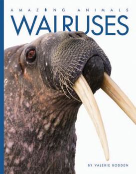 Walruses - Book  of the Animals are Amazing