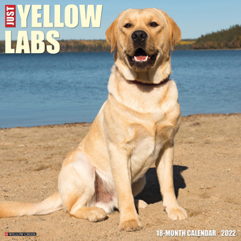 Calendar Just Yellow Labs 2022 Wall Calendar (Labrador Retriever Dog Breed) Book