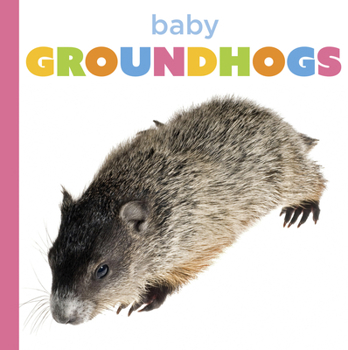 Baby Groundhogs