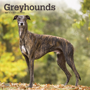 Calendar Greyhounds 2021 Square Book