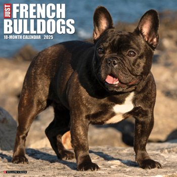 Calendar Just French Bulldogs 2025 12 X 12 Wall Calendar Book