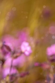 Paperback Red Campion Notebook Book