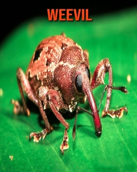Paperback Weevil: Fun Learning Facts About Weevil Book