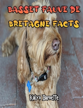 BASSET FAUVE DE BRETAGNE FACTS: BASSET FAUVE DE BRETAGNE fact for girl age 1-10 BASSET FAUVE DE BRETAGNE fact for boy age 1-10 facts about all about BASSET FAUVE DE BRETAGNE