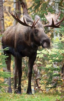 Hardcover Moose Blank Journal Book