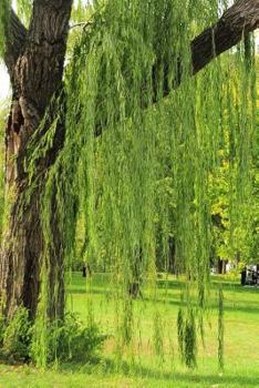 Paperback Green Weeping Willow Tree in the Park Journal: 150 Page Lined Notebook/Diary Book