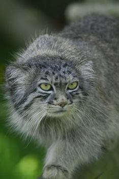 Paperback Pallas Cat Manul Journal: 150 Page Lined Notebook/Diary Book